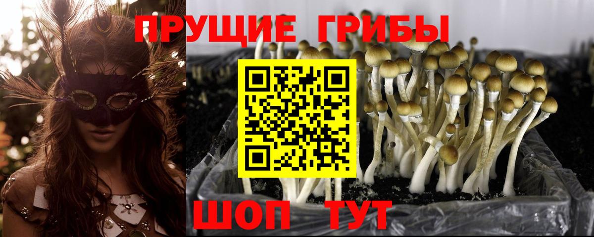Коркино  Псилоцибиновые грибы Cubensis  Вход с VPN 